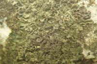 Blennothallia crispa