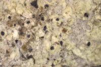 Peridiothelia fuliguncta