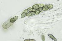 Peridiothelia fuliguncta