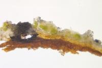 Peridiothelia fuliguncta