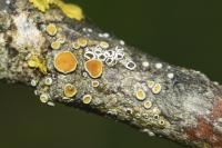 Caloplaca cerina