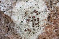 Lecanora horiza