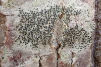 Lecidella elaeochroma
