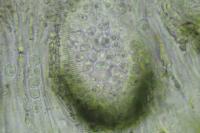 Didymocyrtis consimilis