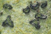 Alyxoria lichenoides