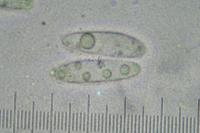 Telogalla olivieri