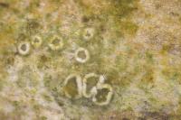 Polyozosia sambuci
