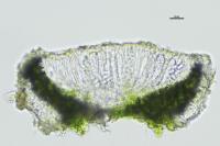 Polyozosia sambuci