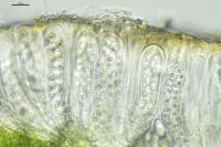 Polyozosia sambuci