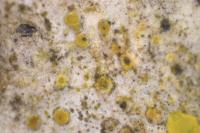 Athallia cerinella