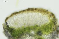 Athallia cerinella
