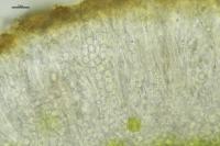 Athallia cerinella