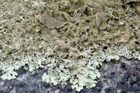 Xanthoparmelia conspersa