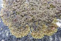 Xanthoparmelia verruculifera