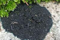 Placynthium nigrum