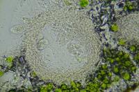 Telogalla olivieri