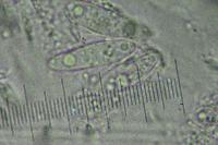 Telogalla olivieri