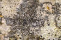 Arthonia apatetica