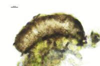 Arthonia apatetica