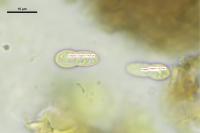 Arthonia apatetica