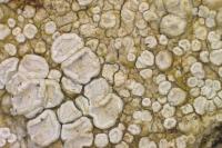 Lecanora albella