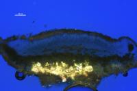 Lecanora albella