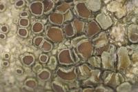 Lecanora hybocarpa