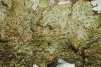 Melanohalea exasperata