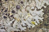 Physcia stellaris
