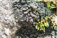 Blennothallia crispa