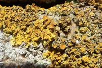 Xanthoria calcicola