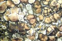 Stigmidium squamariae