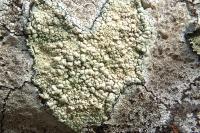 Lecanora orosthea