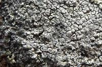 Aspicilia caesiocinerea