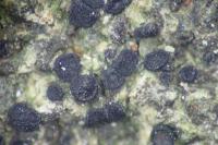 Catillaria chalybeia