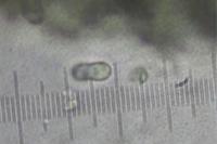 Catillaria chalybeia