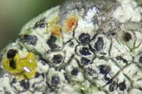 Diplotomma chlorophaeum