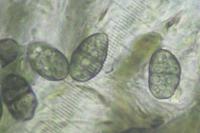 Diplotomma chlorophaeum