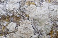 Polyozosia albescens