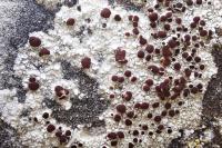 Lecanora campestris subsp. campestris