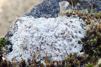 Diploschistes muscorum