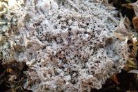 Diploschistes muscorum