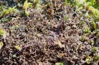 Scytinium pulvinatum