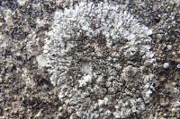 Kuettlingeria teicholyta