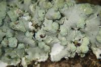 Physcia tribacioides