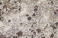 Lecanora allophana