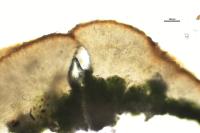 Lecanora allophana