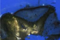 Lecanora allophana