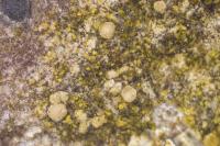 Lecania cyrtella
