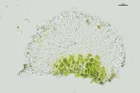 Lecania cyrtella